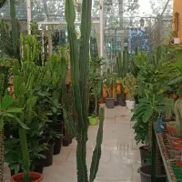 انواع افوربیا|گل و گیاه طبیعی|مشهد, شهرک صنعتی توس|دیوار