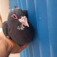 سیاه پلنگ