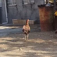 مرغ لاری اصیل