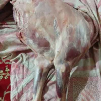 گوشت بره
