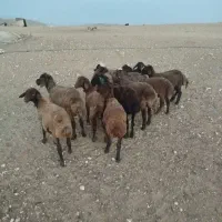 گوسفند افشاری و قزل|حیوانات مزرعه|بروجرد, |دیوار