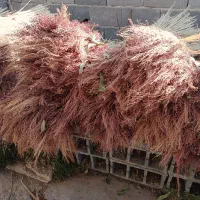 جارو آماده بافت