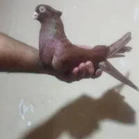 کبوتر دزدیه شده|حیوانات|ایذه, |دیوار