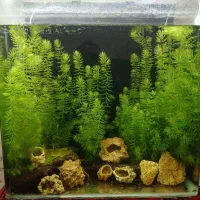 گیاه سراتوفیلوم