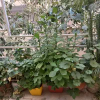 گل و گلدان قیمت پایین|گل و گیاه طبیعی|کرج, حسن آباد|دیوار