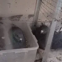 کفتر سبز پرشی نر و ماده