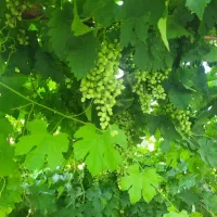 قلمه انگور|خدمات باغبانی و درختکاری|خرمآباد, |دیوار