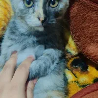 فروش بچه گربه پرشین اصیل ۳ میلیون