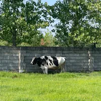 گاو دورگ سنگین حامله
