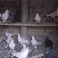 کبوتر|پرنده|تبریز, |دیوار