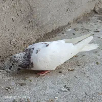 کبوتر پرشی عالی|پرنده|مهاباد (آذربایجان غربی), |دیوار