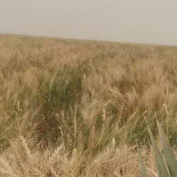 16هکتار-زمین-کشاورزی-اجاره-ای-شبانکاره