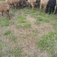 ۱۸ بره نر|حیوانات مزرعه|اصلاندوز, |دیوار