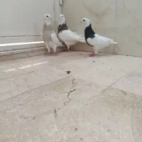 سه تا طوقی قاب ماده زاغ آبادانی عطقیه|پرنده|خمینی‌شهر, |دیوار