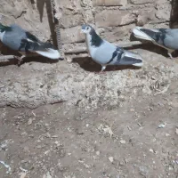 نر بدرنگ دستگردی|پرنده|اصفهان, کشاورزی|دیوار