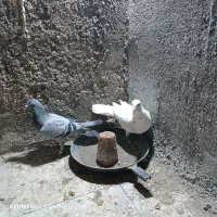 یک جفت دو رگ جفتگاه|پرنده|سبزوار, عظیمیان|دیوار