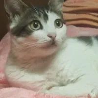 گمشده|حیوانات|لاهیجان, کوه بیجار|دیوار