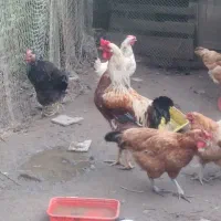 فروش تعدادی مرغ وخروس محلی