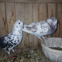 کفتر،کبوتر،پرنده