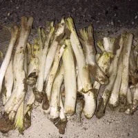 کنگر|خوردنی و آشامیدنی|سنقر, |دیوار