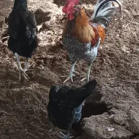 قو ، غاز ، مرغ ، تخم ، خوراک|حیوانات مزرعه|آبادان, |دیوار