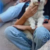 سگ شیتزو|سگ|کرمان, |دیوار