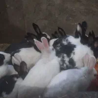 حراج خرگوش|موش و خرگوش|مهاباد (آذربایجان غربی), |دیوار