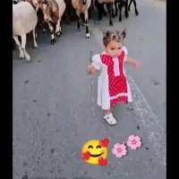 گوسفند کوهستانی