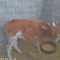 مهرستان|حیوانات مزرعه|پسکوه, |دیوار