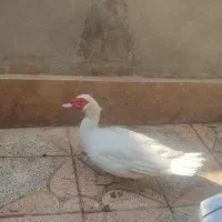 اردک|حیوانات مزرعه|کرج, شهرک امیر المومنین|دیوار