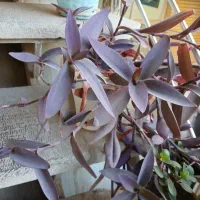 گل و گلدان|گل و گیاه طبیعی|اصفهان, بهارستان (مخابرات)|دیوار