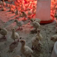 جوجه یک روزه بوقلمون بیوتی فوق سنگین