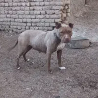 پیتبول ماده