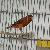 قناری سرخ سوخته