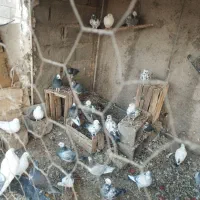 معاوضه پرشی خوب با مرغ وخروس|پرنده|ساوه, |دیوار