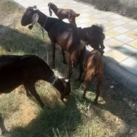 دوبزمری همراه ۳بزغاله
