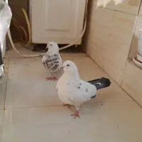 کبوتر|حیوانات|اسلامشهر, شهرک قائمیه|دیوار