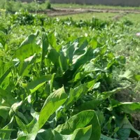 پخش کلی سبزی  نرخ کلی