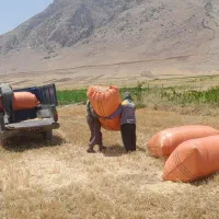 کاه گندم دیم سنقر و کردستان و قیدار