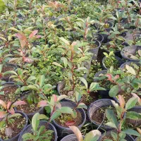 فتونیا|گل و گیاه طبیعی|کلاچای, |دیوار