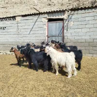 کهره ، بره ، بز|حیوانات مزرعه|شیراز, فرهنگیان|دیوار