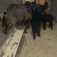 میش بردار بز گوسفند قوچ