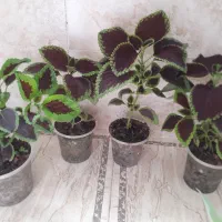 فروش گل های طبیعی