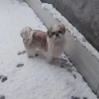 سگ شیتزوسوپرفلت