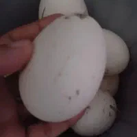 تخم غاز محلی با غو غاز دورگه