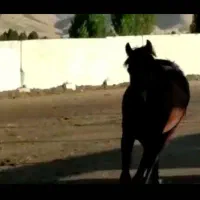 فروش مادیان بادوکره عرب|اسب و تجهیزات اسبسواری|برازجان, |دیوار