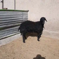 بره قوچ هترو قره قزل