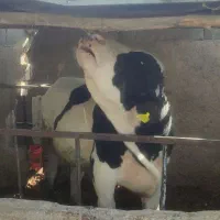 گوساله نر|حیوانات مزرعه|کرمان, |دیوار