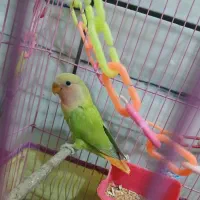 کوتوله|پرنده|قم, خاکفرج|دیوار