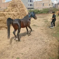 اسب